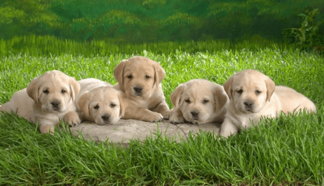 Giải mã giấc mơ nhìn thấy đàn chó con và nên đánh lô đề số gì? Giai ma giac mo nhin thay dan cho con va nen danh lo de so gi?