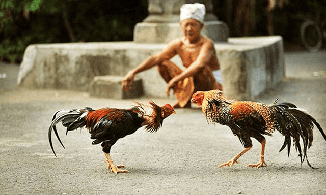 Những bài học cần bỏ túi về luật đá gà tre Nhung bai hoc can bo tui ve luat da ga tre