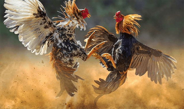 Giới thiệu một cách sơ lược nhất về trò chơi đá gà đáng để quan tâm Gioi thieu mot cach so luoc nhat ve tro choi da ga dang de quan tam