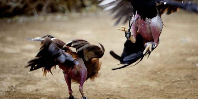 Kinh nghiệm chơi cá độ đá gà quý báu từ các cao thủ chuyên nghiệp Kinh nghiem choi ca do da ga quy bau tu cac cao thu chuyen nghiep